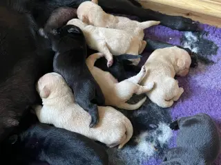 Labrador Retriever