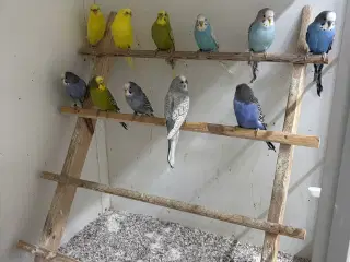 Australske undulater 