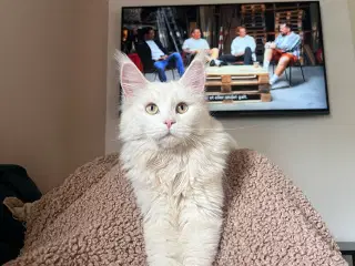 Maine coon