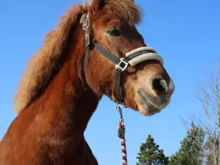 islænder sælges
