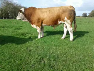 Simmentaler tyr