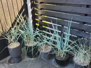 Marehalm med krukker/uden 