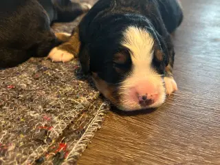 Berner Sennen hvalpe