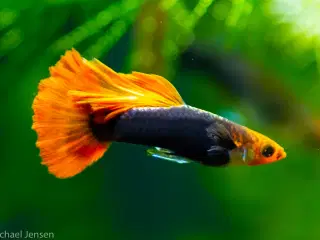 Koi Red Tuxedo Red Nose Guppy - Unger, 1-2 cm