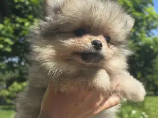 Skønne Pomeranian-hvalpe