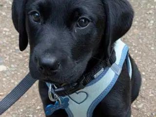 Labrador retriever hvalp 