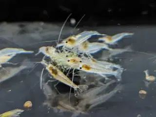 Neocaridina Rejer
