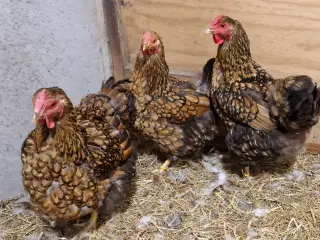 Store wyandotter 