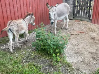 Æsel hoppe med føl