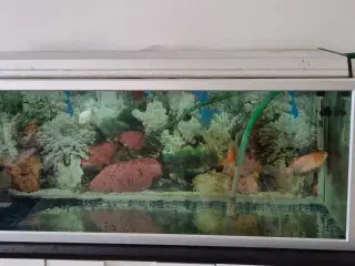 Akvariet 200 liter