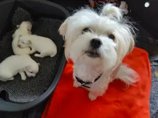 Malteser/Chinese og Malteser cotton de Tulear 