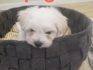 Coton de tulear hvalpe