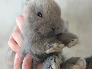Mini Lop Kaninunger