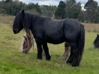 3 års jyde hingst, ca 150 i stang