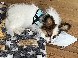 Papillon hvalpe