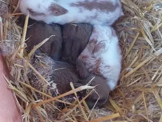 Søde kaniner til salg