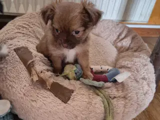 Langhåret chihuahua 