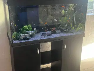Stort akvarie 