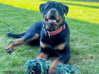 Rottweiler han 