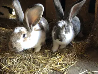 Hun kanin. 1/2 belgisk kæmpe, 1/4 fransk vædder