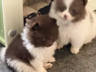 Meget smukke Pomerania hvalpe
