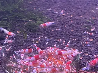 Caridina Red Crystal