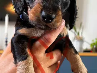 Gravhunde hvalpe sælges 🐕