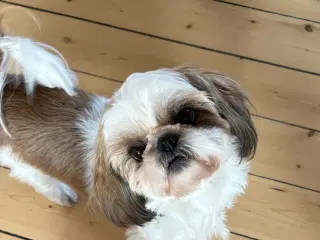 Ægte Shih Tzu tæve