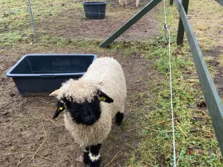 Valais Blacknose gimmerlam M3 status