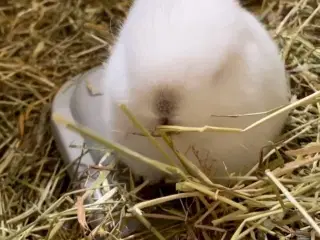 Mini lop han inkl. løbegård, indhegning m.m. 