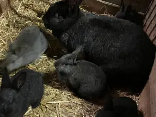 Hun kanin med 5 unger 