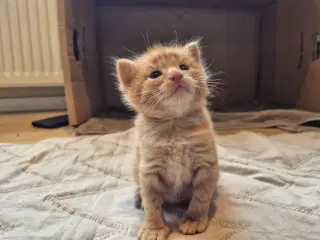 Kattekillinger 