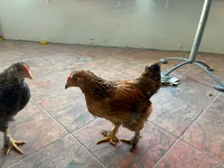 2 brahma haner
