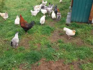 En ung hane og tre høner i Zone 6818 er til salg. 