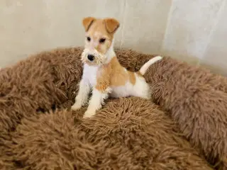 Ruhåret Fox Terrier