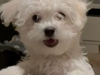 EN PIGE TILBAG Maltese hvalpe klar til afhentning 