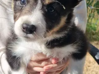 Border collie tæve