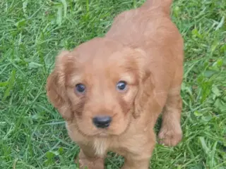 engelsk cocker spaniel