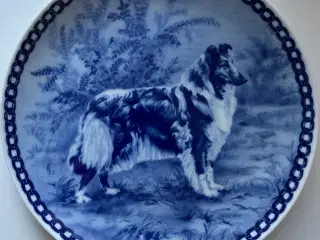 Hund - Collie, Tove Svendsen