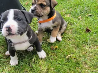 6 uger Staffordshire Bull Terrier hvalpe 