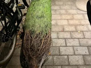 Juletræ ca. 2.20 meter