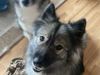 Samojede/alaskan malamute