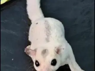 Sugarglider