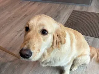 Sød Golden Retriever på 9månder