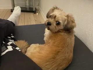 Lille hund 