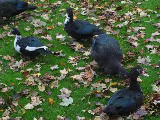  MOSKUS ÆNDER SÆLGES