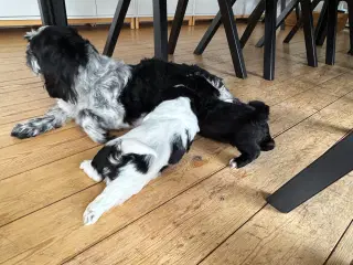 Shih tzu hvalpe