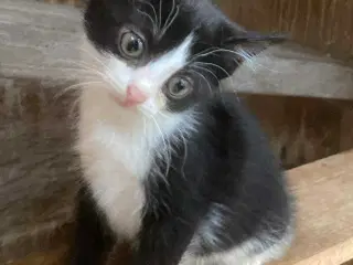 Kattekilinger