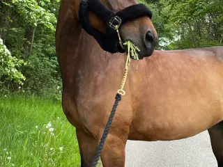 Skøn hoppe sælges til blivende hjem