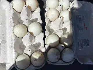 Ruge æg fra løbeænder 